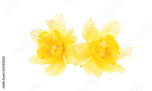 Yellow daffodils isolated on white. 