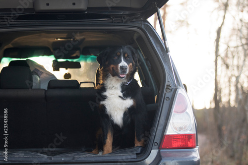 Dog rides in the trunk of car