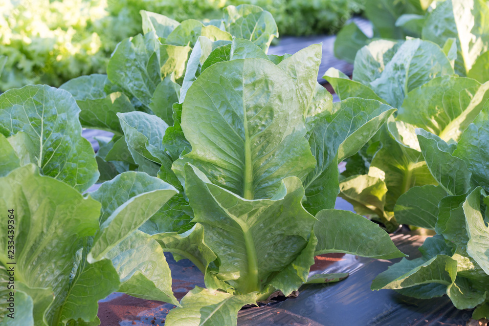 Naklejka premium Closeup of lettuce seedlings in garden