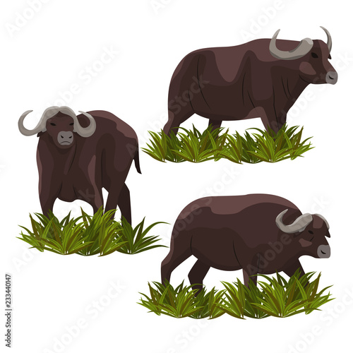 Set of African black buffalo in high grass. Vector illustration, isolated on white background. Animals of Africa