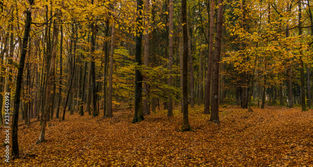 Obraz premium Dark color autumn forest with leaf trees near Luhacovice town