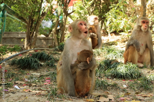 Macaque Monkeys in a Temple in Kathmandu, Nepal Monkey