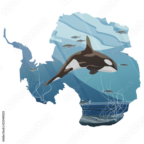 Realistic Northern underwater landscape. A large killer whale emerges from cold water. Vector illustration in the form of a map of continent of Antarctica.