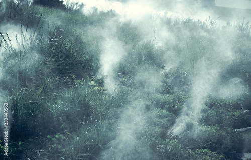 Misty forest in Norway - spooky mist landscape.