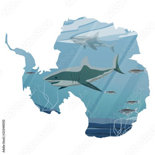 Realistic Northern underwater landscape. Two sharks, hunting a flock of herring fish. Rocky bottom with algae. Vector in the form of a map of continent of Antarctica.