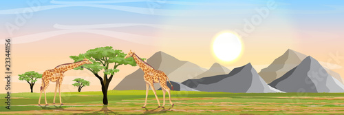 Giraffes and acacia trees in the African savannah. Mountains on the horizon. Realistic vector landscape. The nature of Africa. Reserves and national parks.