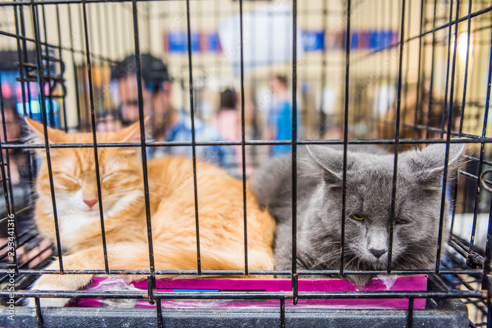 Portrait of two cats in cage sleeping in litterbox waiting for adoption Stock Photo Adobe Stock