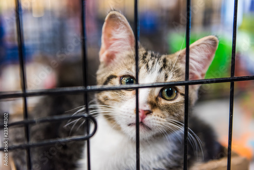 Portrait of one tabby calico kitten in cage waiting for adoption