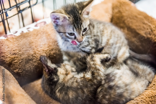 Two brown tabby kittens in cage playing and sleeping in bed waiting for adoption
