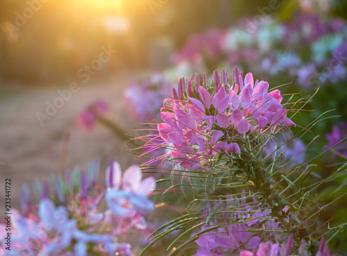 Spider flowers or CLEOME SPINOSA LINN are bllooming on flare from sun rise time in autumn photo