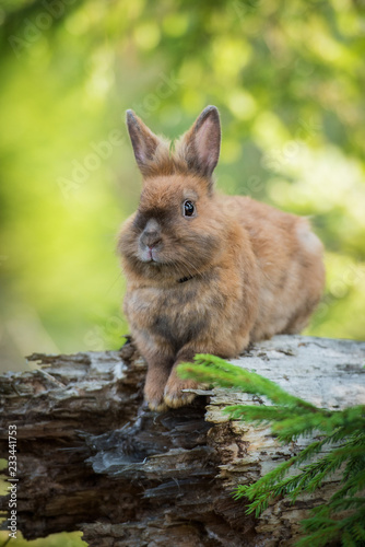 Little rabbit on the walk in the forest