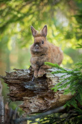 Little rabbit on the walk in the forest © Rita Kochmarjova