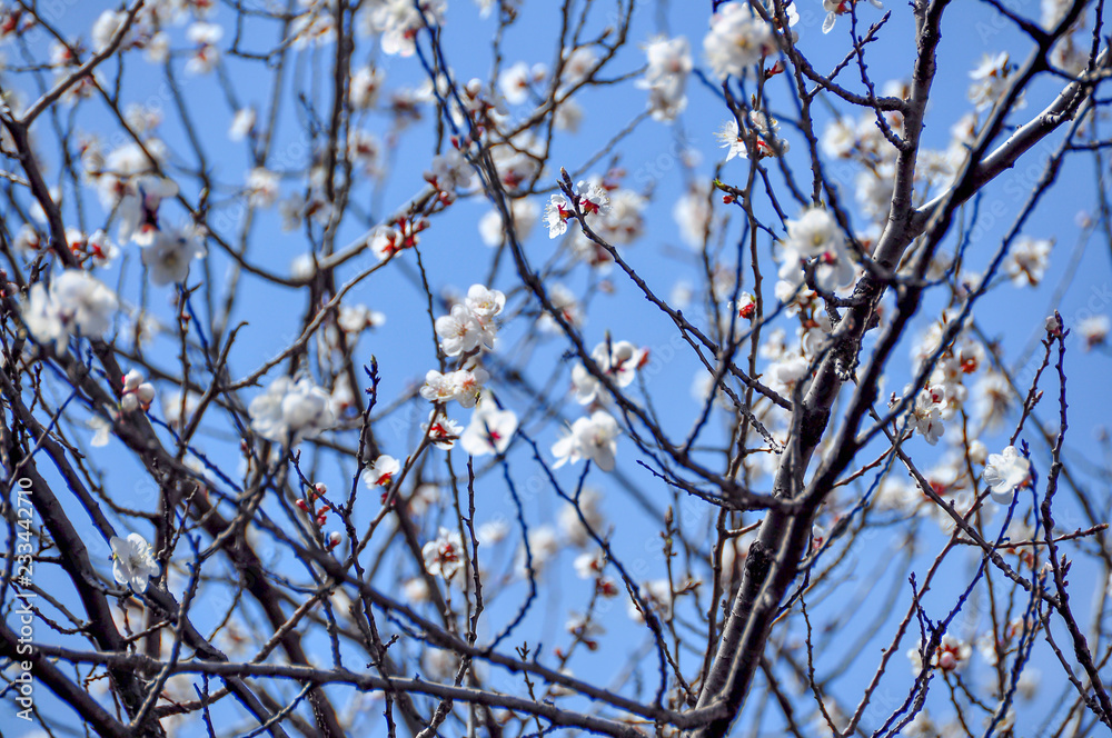 Sakura in spring in Beijing Sakura in spring in Beijing