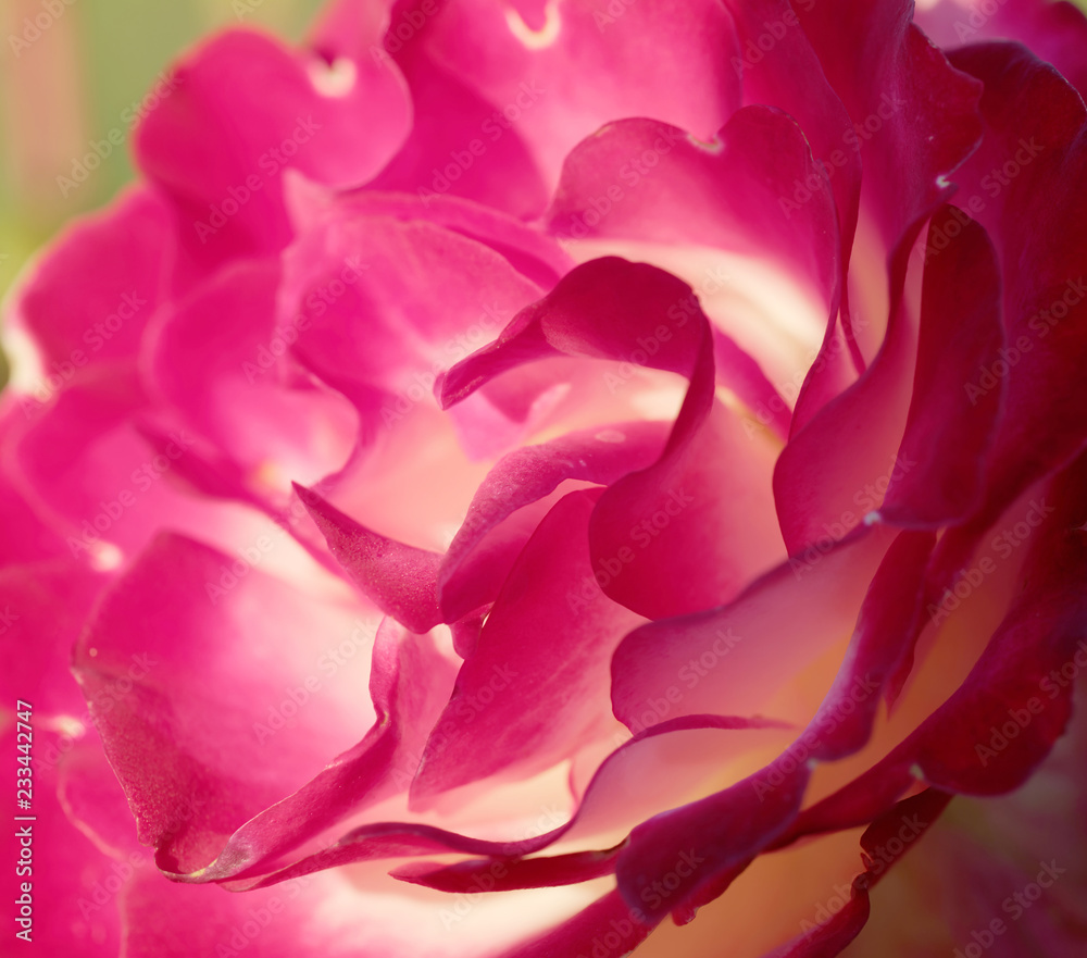 Closeup of a beautiful pink rose petals in shades of pink, red and white Closeup of a beautiful pink rose petals in shades of pink, red and white