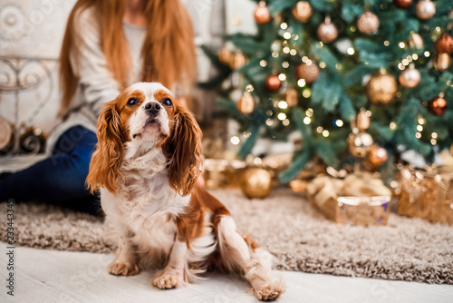 Fototapeta Naklejka Na Ścianę i Meble -  Young girl with cute spaniel dog on a Christmas background. Christmas celebration.