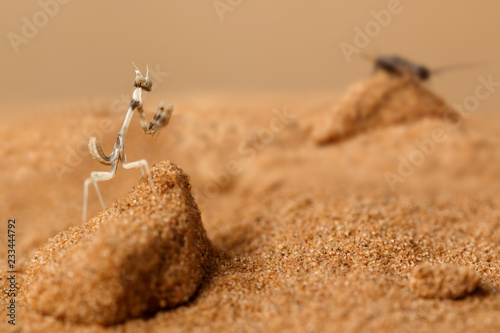 Closeup nymph of Empusa Pennicornis hunts on the sand in the desert at sunny day. photo