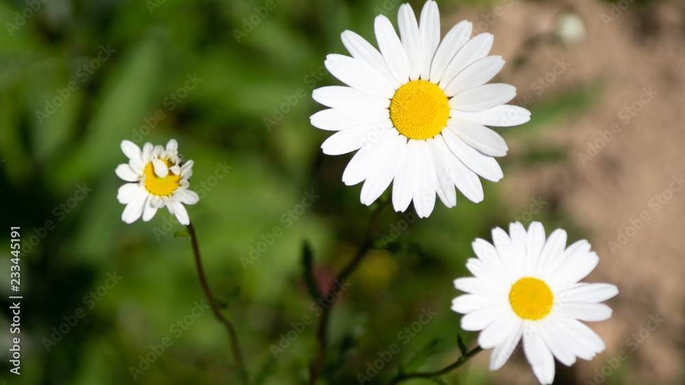 Chrysanthemum maximum_Daisy flower Chrysanthemum maximum_Daisy flower