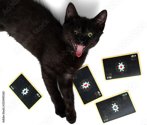 Black cat with open mouth lying on a square of four aces. Isolated on a white background. photo