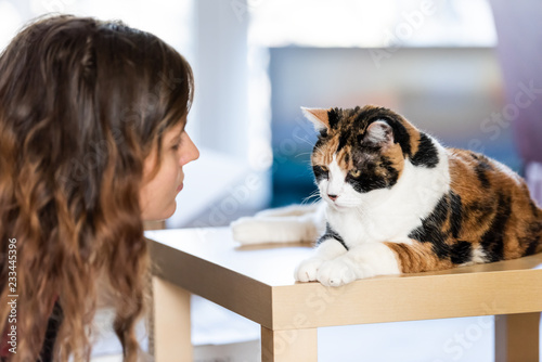 Young woman, female owner head, face with calico cat sitting on top of table in home, living room, angry with big, large open eyes, looking down