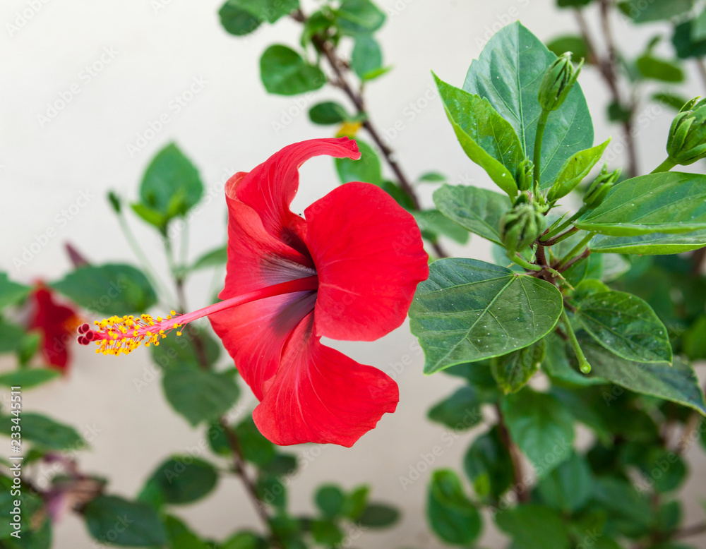 Big Red Hibiscus flower close-up on a bush. Big Red Hibiscus flower close-up on a bush.