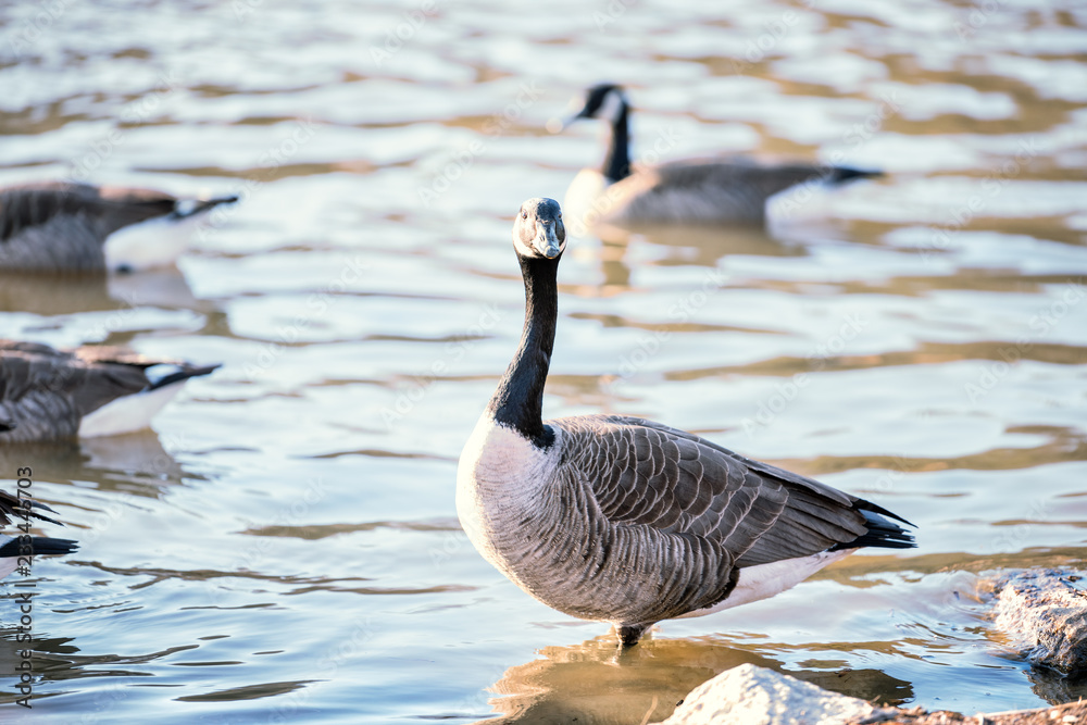 Flock of wild Canada geese in Fairfax Lake shore, standing, swimming in water with waves, ripples, wildlife with one goose near rocks Flock of wild Canada geese in Fairfax Lake shore, standing, swimming in water with waves, ripples, wildlife with one goose near rocks