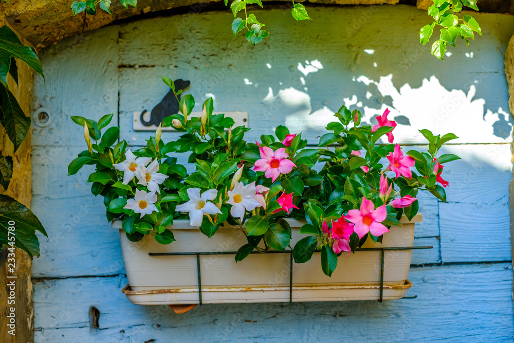 La porte décorée avec un pot de fleurs de mandévilla. Provence, France.