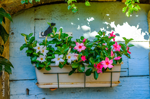 Obraz na płótnie La porte décorée avec un pot de fleurs de mandévilla. Provence, France. w salonie