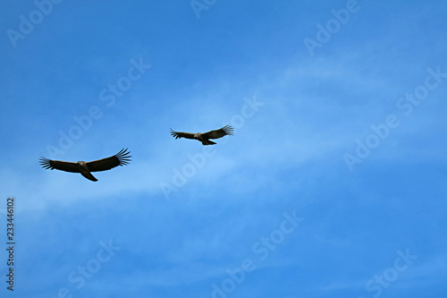 Pair of Andean Condor flying in the blue over Colca Canyon in Arequipa region, Peru, South America