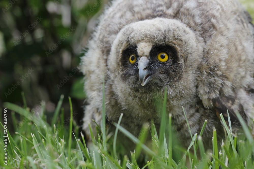 Obraz premium Little owl owl (Asio otus) sits on the grass. Close-up. Fluffy with big eyes.