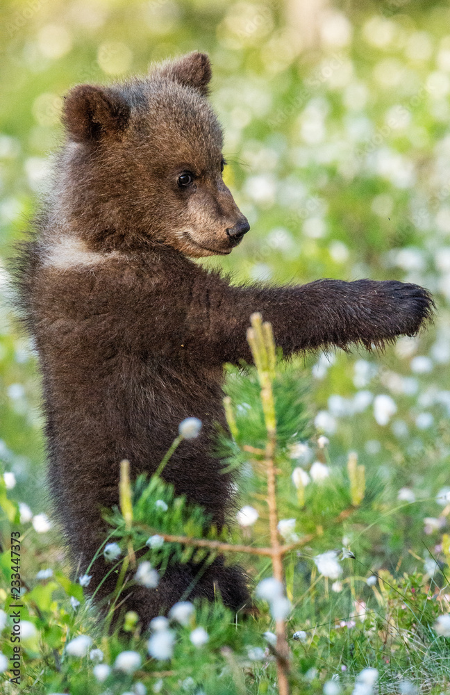 Fototapeta premium Brown bear cub stands on its hind legs in the summer forest among white flowers. Scientific name: Ursus arctos. Natural Background. Natural habitat. Summer season.