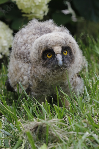 Little owl owl (Asio otus) sits on the grass. Close-up. Fluffy with big eyes.