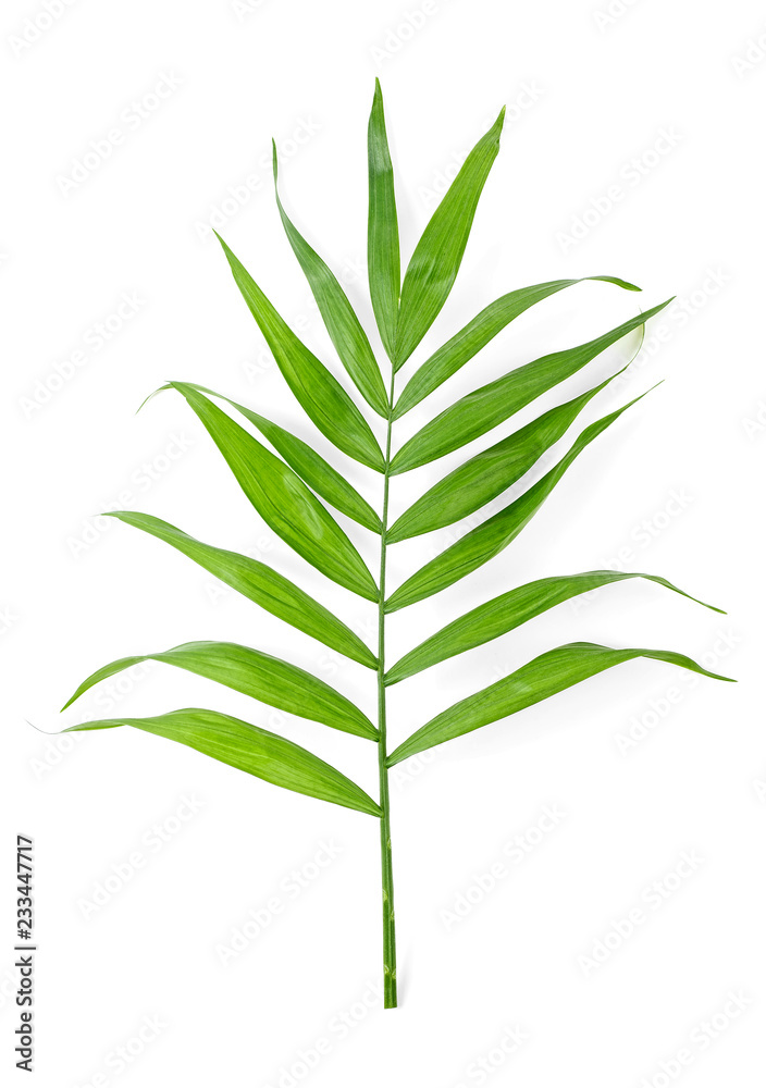 Obraz premium Green leaf of palm tree isolated on white background