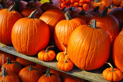 Rows of colorful orange and yellow decorative pumpkins  at the farmers market in the fall