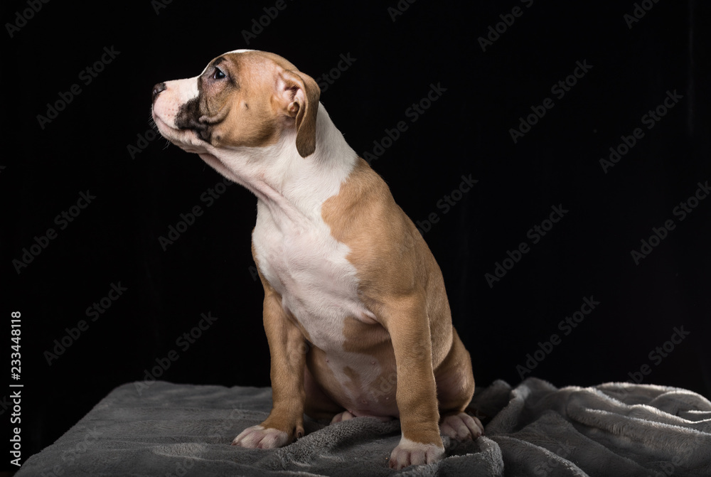 Puppy of American Bully breed on a black background