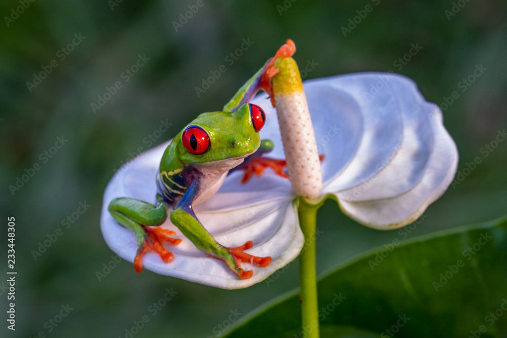 Naklejka premium Red-eyed Tree Frog, Agalychnis callidryas, sitting on the green leave in tropical forest in Costa Rica.