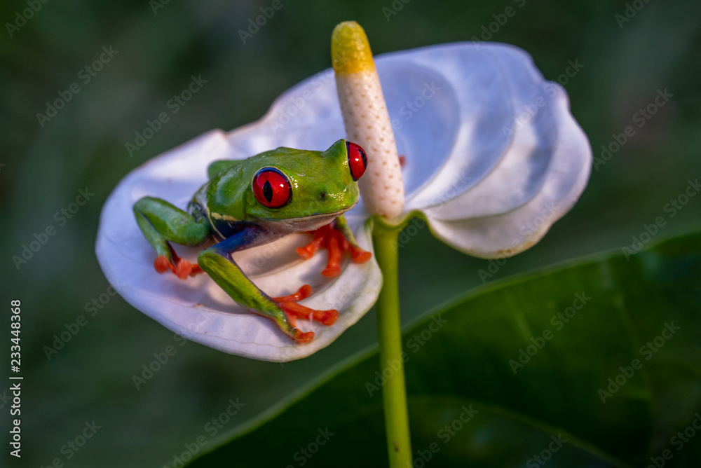 Naklejka premium Red-eyed Tree Frog, Agalychnis callidryas, sitting on the green leave in tropical forest in Costa Rica.
