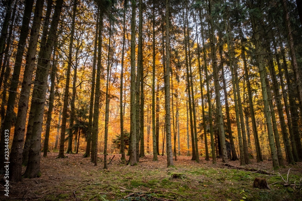 Fototapeta premium Herbststimmung im Wald
