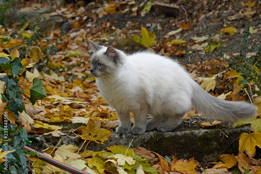 Fototapeta premium junge hauskatze