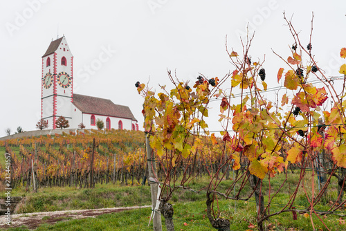 view of a picturesque white country church surrounded by golden vineyard pinot noir grapevine landscape photo