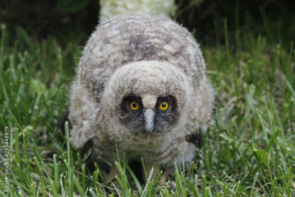 Little owl owl (Asio otus) sits on the grass. Close-up. Fluffy with big eyes. Little owl owl (Asio otus) sits on the grass. Close-up. Fluffy with big eyes.