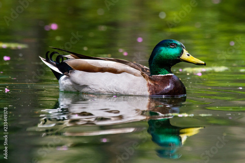 Mallard duck swimming photo