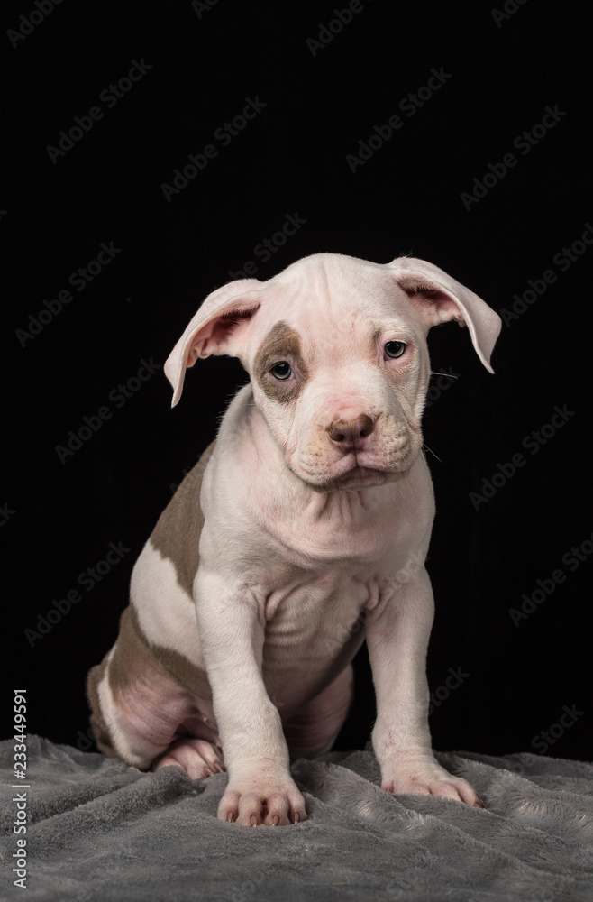 Puppy of American Bully breed on a black background Puppy of American Bully breed on a black background