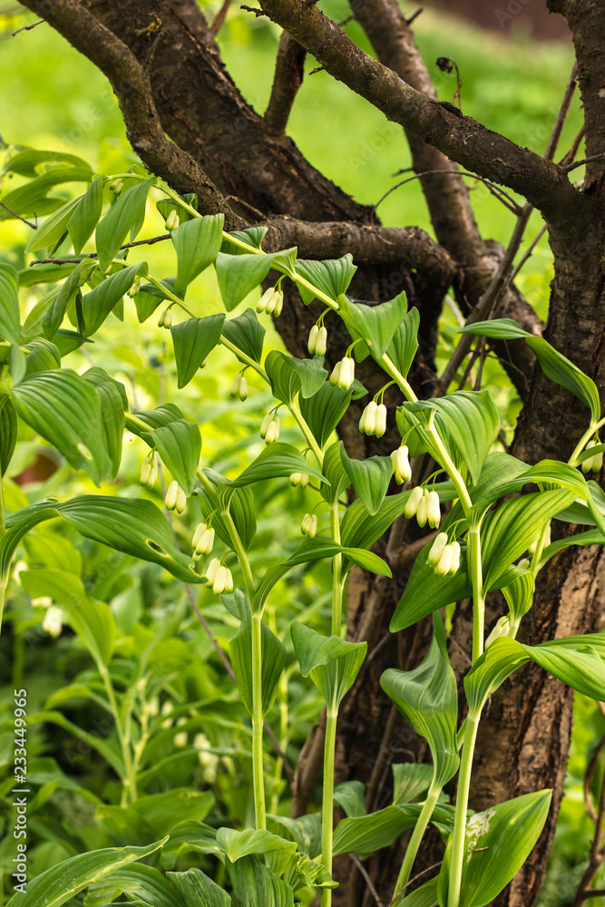 Spring white lilies of the valley on a blurred background Spring white lilies of the valley on a blurred background