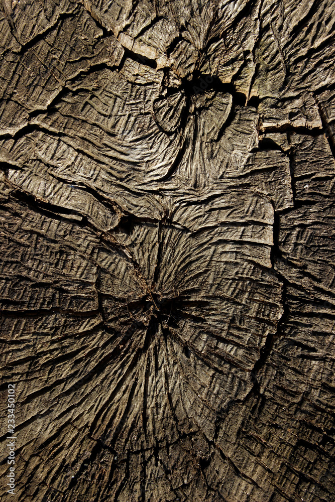 Wooden Texture Background.Cropped Shot Of A Textured Background. Tree Texture. Tree Background. Crack Tree Texture. Nature Texture Background.
Wooden Texture Background.Cropped Shot Of A Textured Background. Tree Texture. Tree Background. Crack Tree Texture. Nature Texture Background.