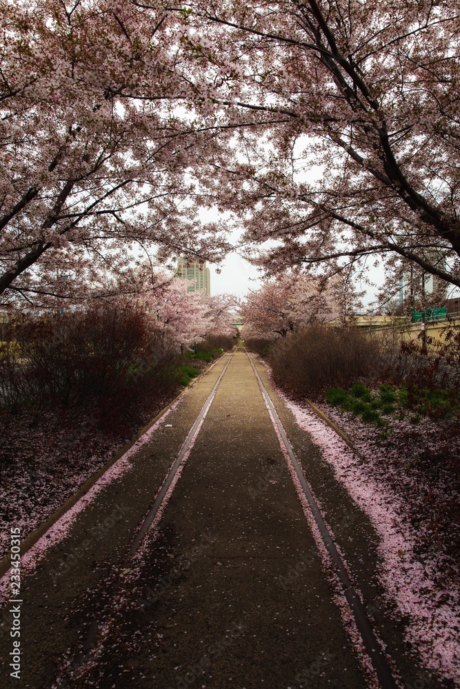 Trolley lines in spring