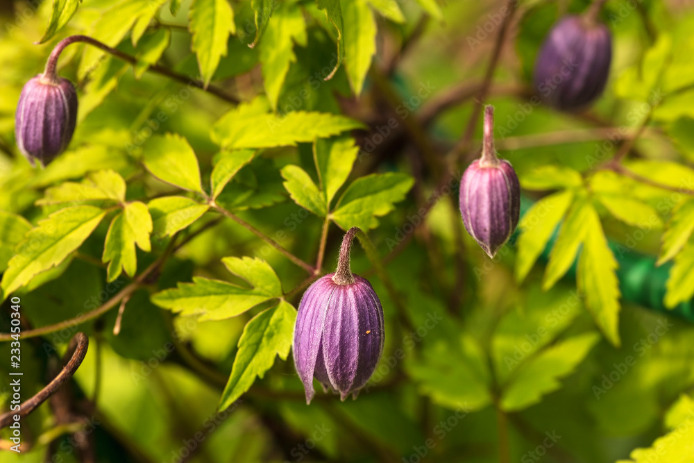 Clematis spring flowers on a blurred background Clematis spring flowers on a blurred background