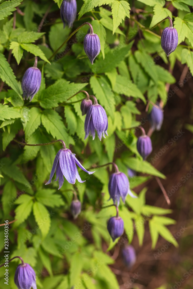 Clematis spring flowers on a blurred background Clematis spring flowers on a blurred background