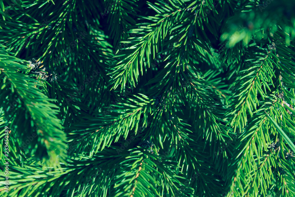 Cropped Shot Of Pine Branch. Abstract Nature Background. Trees, Nature, Christmas Concept.
Cropped Shot Of Pine Branch. Abstract Nature Background. Trees, Nature, Christmas Concept.