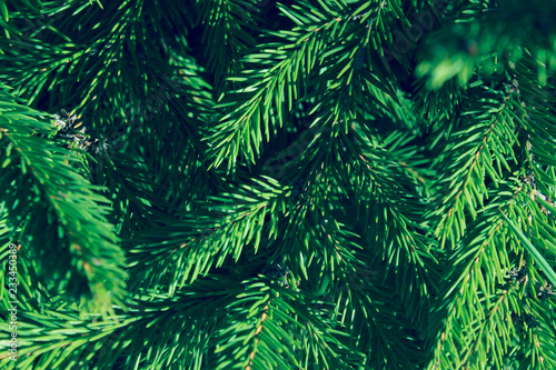 Cropped Shot Of Pine Branch. Abstract Nature Background. Trees  Nature  Christmas Concept.  