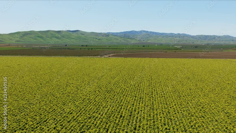 Aerial organic food crops growing outdoor Central Valley Aerial organic food crops growing outdoor Central Valley